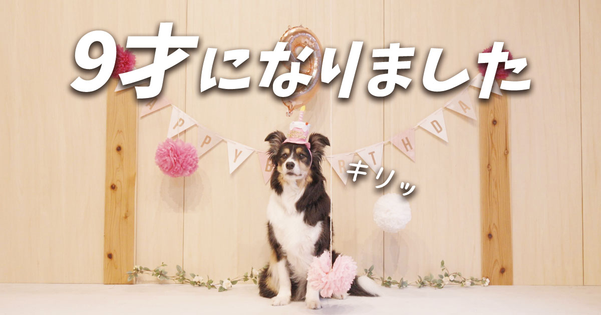 レイ、9歳になりました。