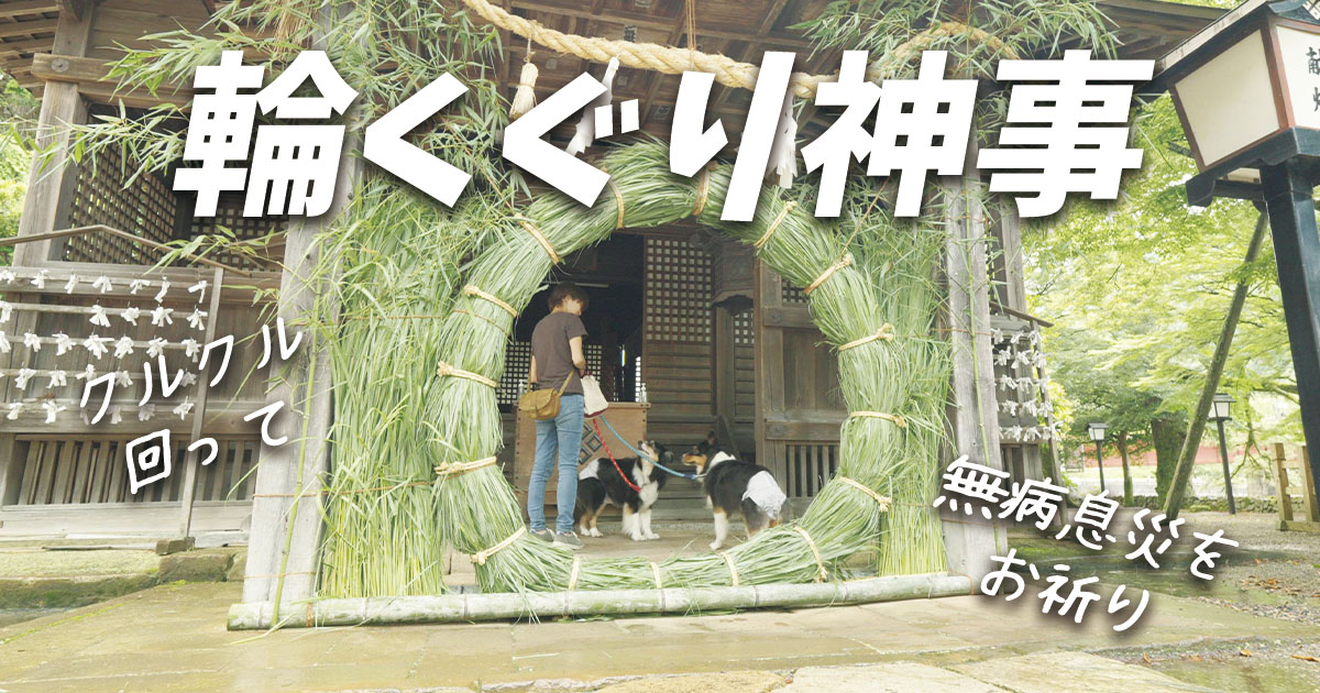 わんちゃんと一緒に津和野城下町の氏神様「弥栄神社」の輪くぐり神事に行ってきました。