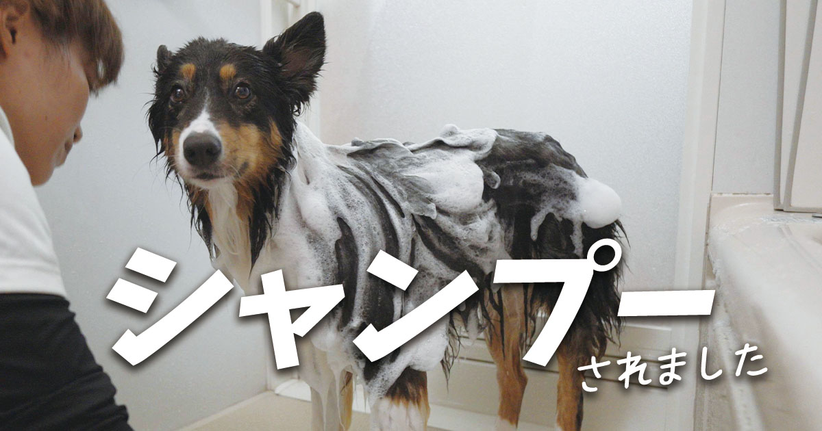 レイハルのおシャンプーと、おすすめの泡立て方法