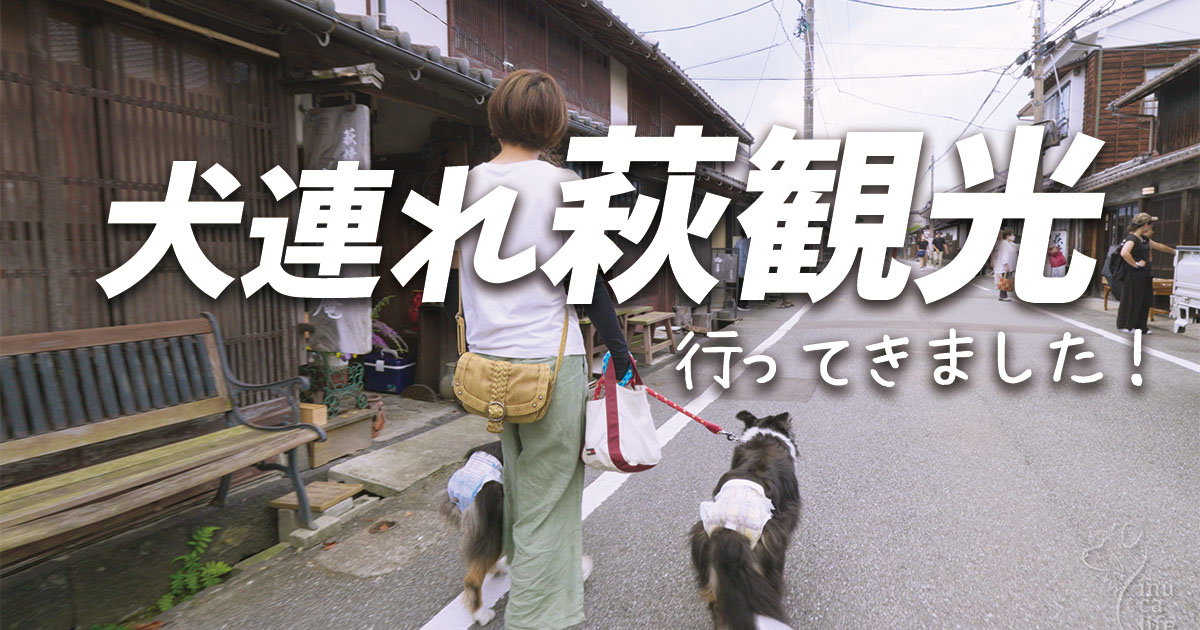 犬連れ萩観光にいってきました。