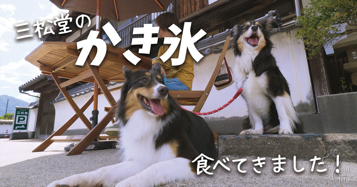 津和野わんこ連れカフェ）この夏ラストの三松堂のかき氷を食べました。