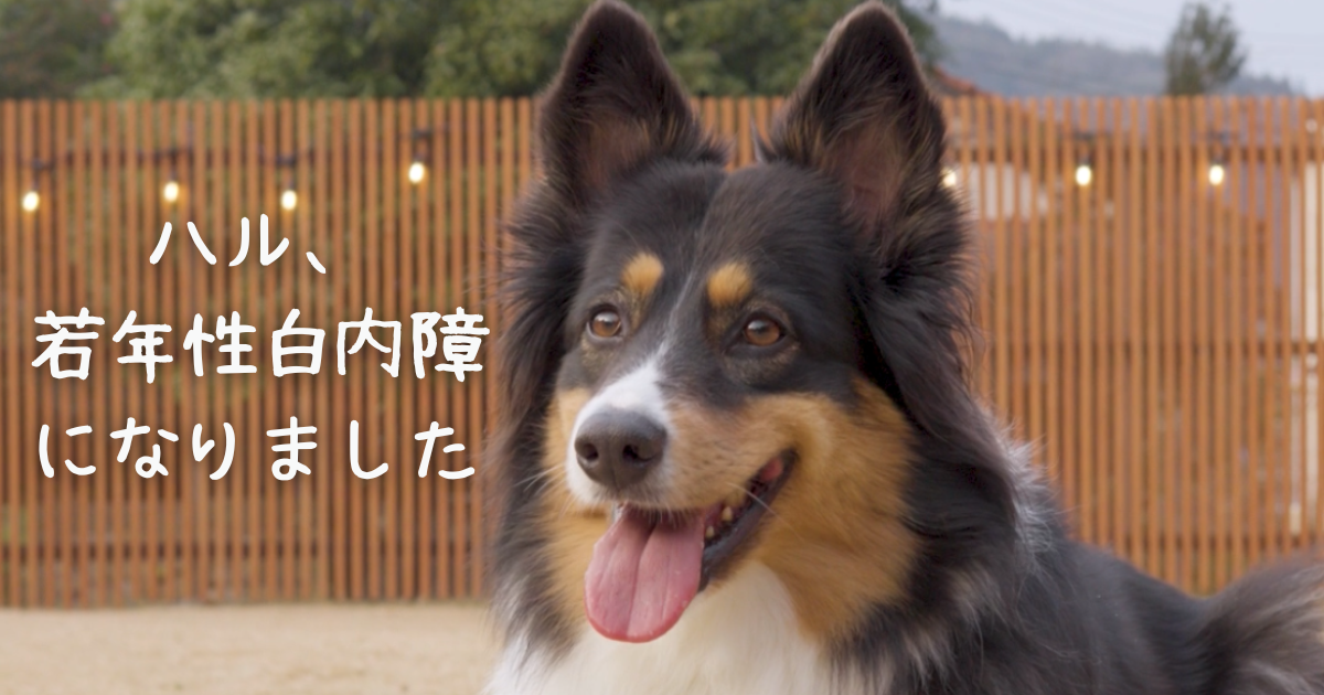 ハルが若年性白内障になりました。