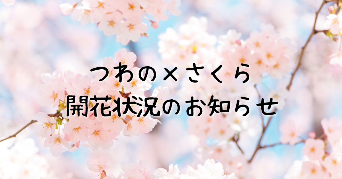 2025年 桜の開花状況のお知らせ