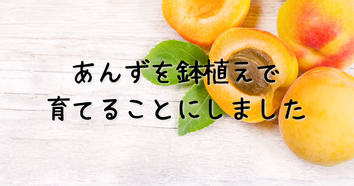 鉢植えで杏（あんず）は育つのか？確かめてみることにしました。