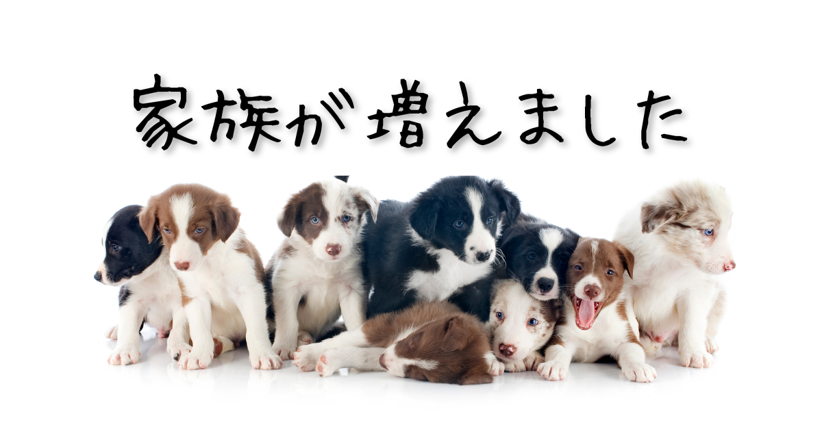 本当に今更のお話です）新しく家族が増えました！
