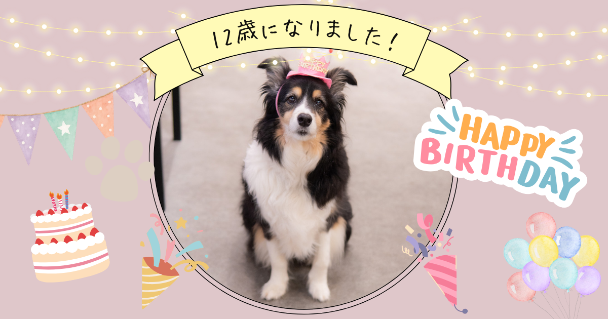 レイちゃん、12歳になりました！